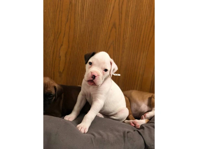 3 Boxer puppies for sale - 5/6