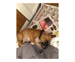3 Boxer puppies for sale - 6