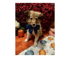 6 Rough Collie puppies looking for homes