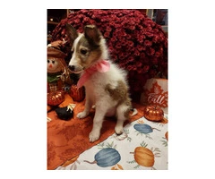 6 Rough Collie puppies looking for homes - 2