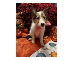 6 Rough Collie puppies looking for homes - 4
