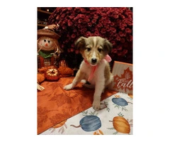 6 Rough Collie puppies looking for homes - 7