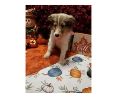 6 Rough Collie puppies looking for homes - 10