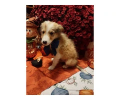 6 Rough Collie puppies looking for homes - 13