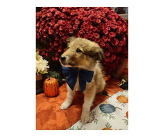 6 Rough Collie puppies looking for homes - 16