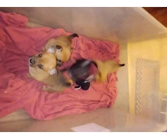 Chihuahua babies $150