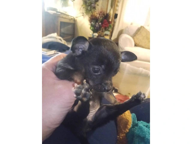 Chihuahua babies $150 - 6/8