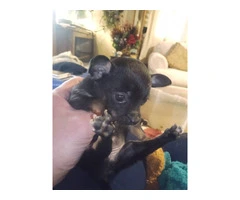 Chihuahua babies $150 - 6