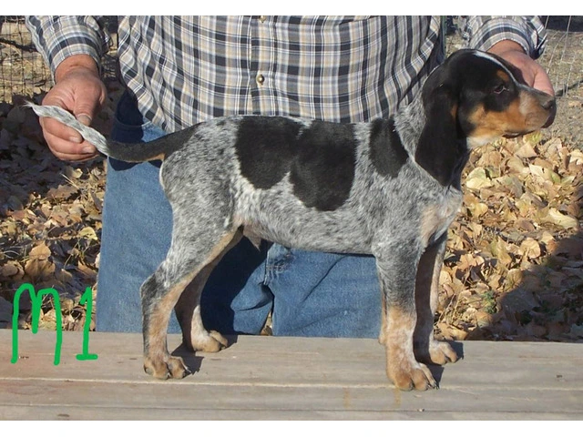 5 UKC Bluetick Coonhound pups for sale - 1/5