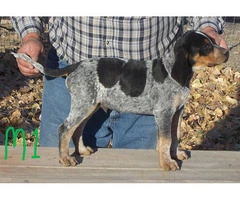 5 UKC Bluetick Coonhound pups for sale