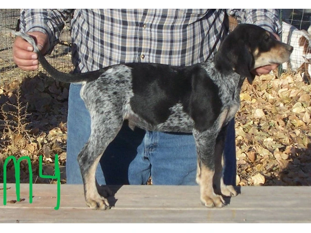 5 UKC Bluetick Coonhound pups for sale - 2/5