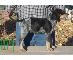 5 UKC Bluetick Coonhound pups for sale - 2