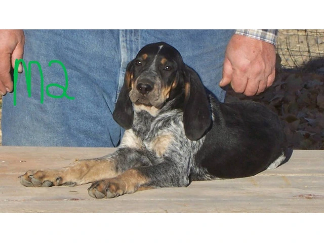 5 UKC Bluetick Coonhound pups for sale - 3/5