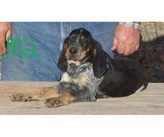 5 UKC Bluetick Coonhound pups for sale - 3