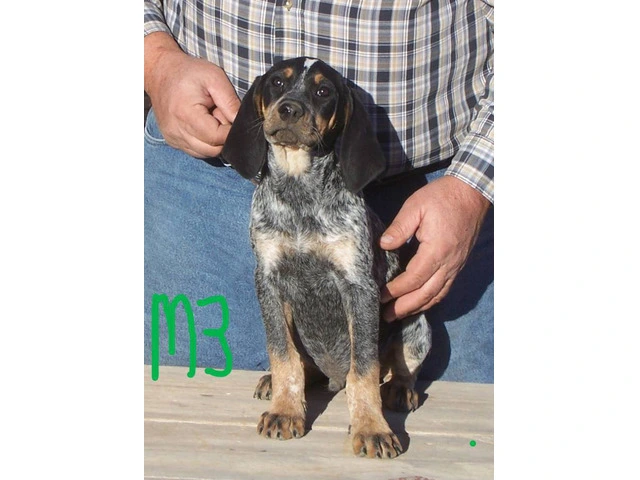 5 UKC Bluetick Coonhound pups for sale - 4/5