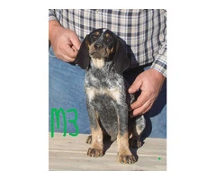 5 UKC Bluetick Coonhound pups for sale - 4
