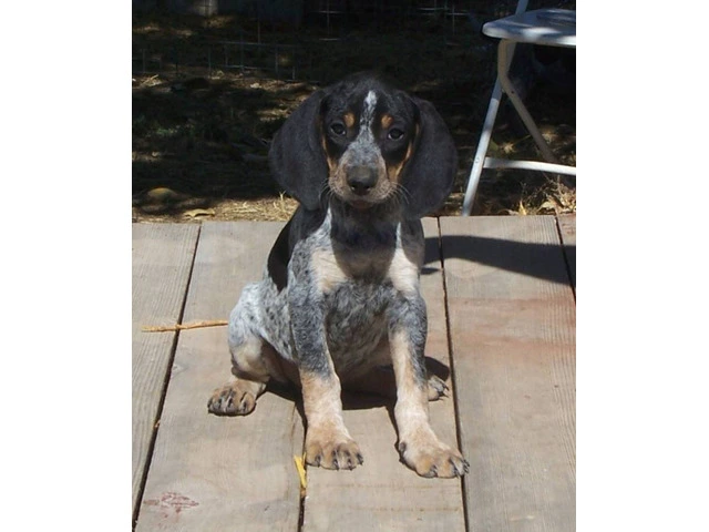 5 UKC Bluetick Coonhound pups for sale - 5/5