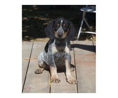 5 UKC Bluetick Coonhound pups for sale - 5