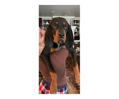 Young Black and Tan Coonhound