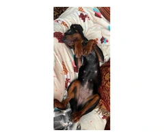 Young Black and Tan Coonhound - 2