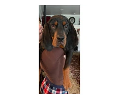 Young Black and Tan Coonhound - 8