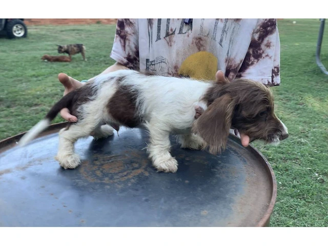 Mini Dachshund Puppies: Healthy, Registered, $800 - 3/6