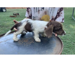 Mini Dachshund Puppies: Healthy, Registered, $800 - 3
