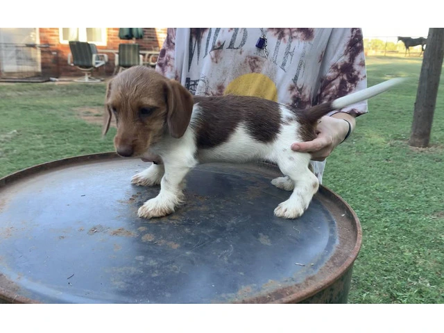 Mini Dachshund Puppies: Healthy, Registered, $800 - 4/6
