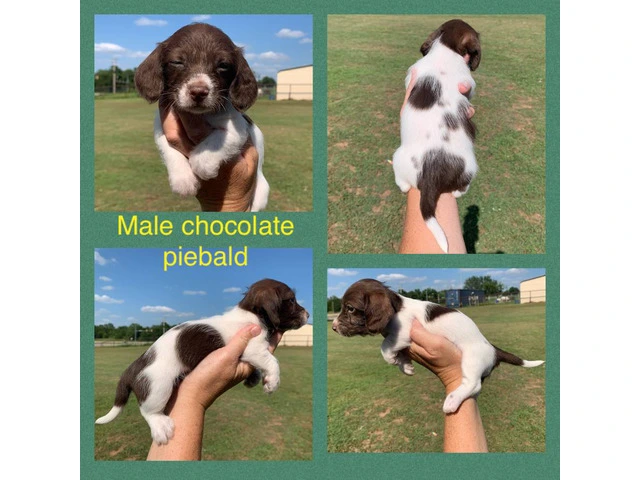 Mini Dachshund Puppies: Healthy, Registered, $800 - 5/6