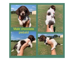 Mini Dachshund Puppies: Healthy, Registered, $800 - 5