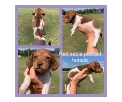 Mini Dachshund Puppies: Healthy, Registered, $800 - 6
