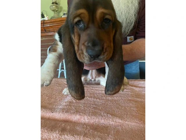 3 sweet Basset hound puppies for sale - 2/3