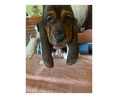3 sweet Basset hound puppies for sale - 2