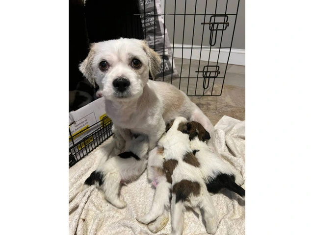 8 Lhasa Apso pups for sale - 1/4