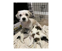8 Lhasa Apso pups for sale - 1