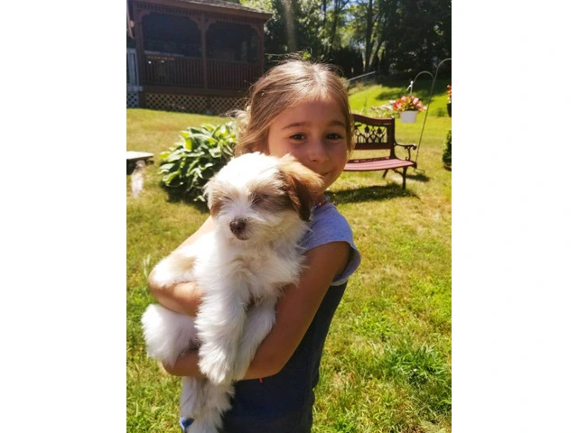 8 Lhasa Apso pups for sale - 3/4