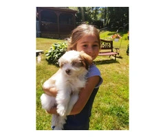8 Lhasa Apso pups for sale - 3