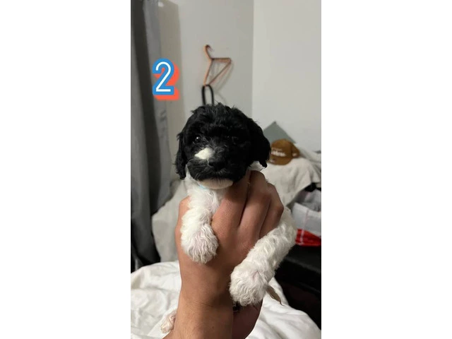 Standard Poodle puppies - 2/11