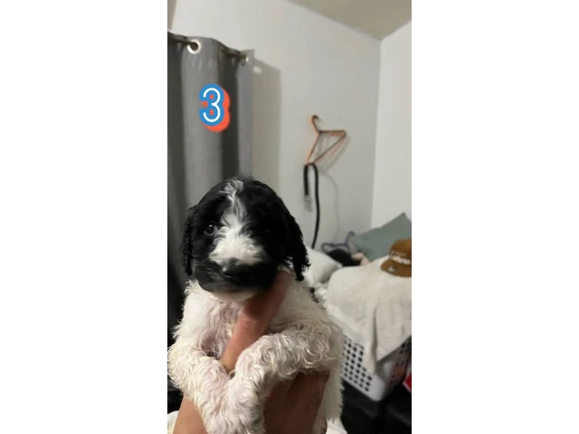 Standard Poodle puppies - 3/11