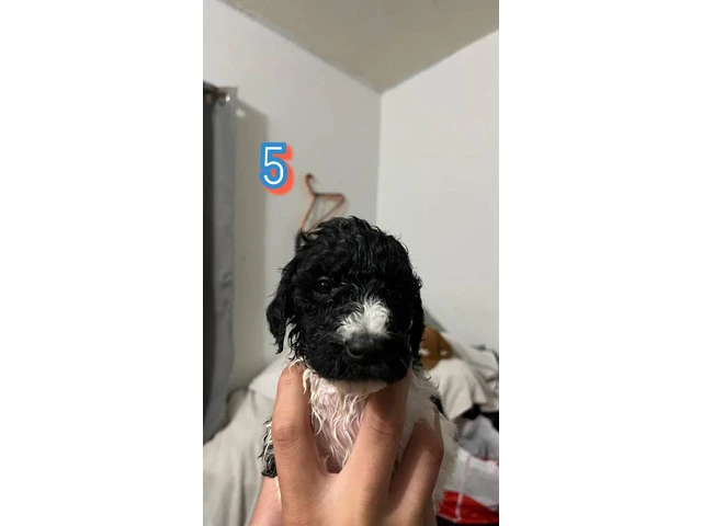 Standard Poodle puppies - 5/11
