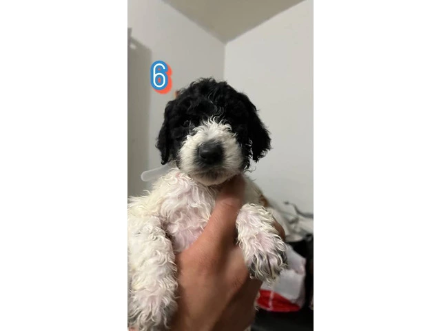 Standard Poodle puppies - 6/11