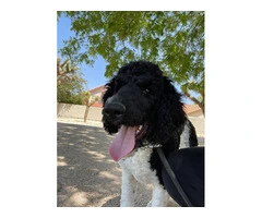 Standard Poodle puppies - 8