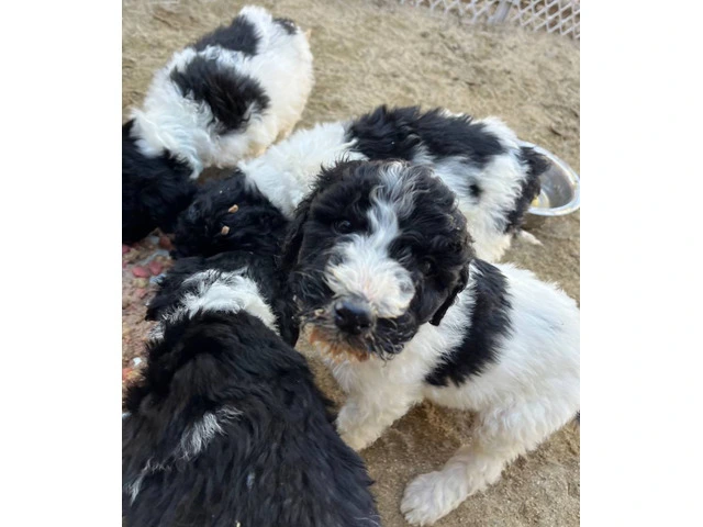 Standard Poodle puppies - 10/11