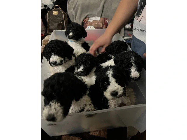 Standard Poodle puppies - 11/11