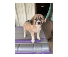 Great pyrenees puppies $150