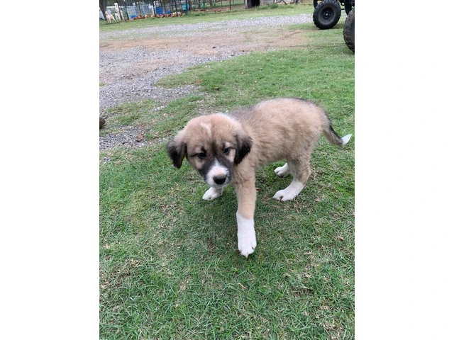 Great pyrenees puppies $150 - 2/10