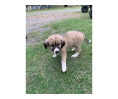 Great pyrenees puppies $150 - 2