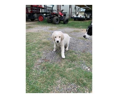 Great pyrenees puppies $150 - 3