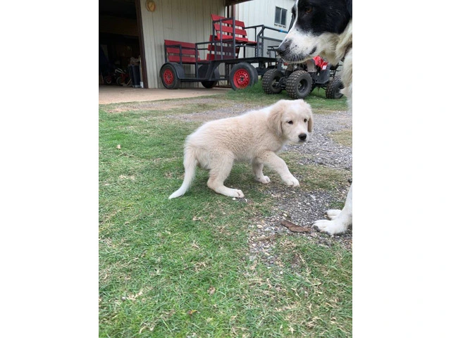 Great pyrenees puppies $150 - 4/10