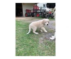 Great pyrenees puppies $150 - 4